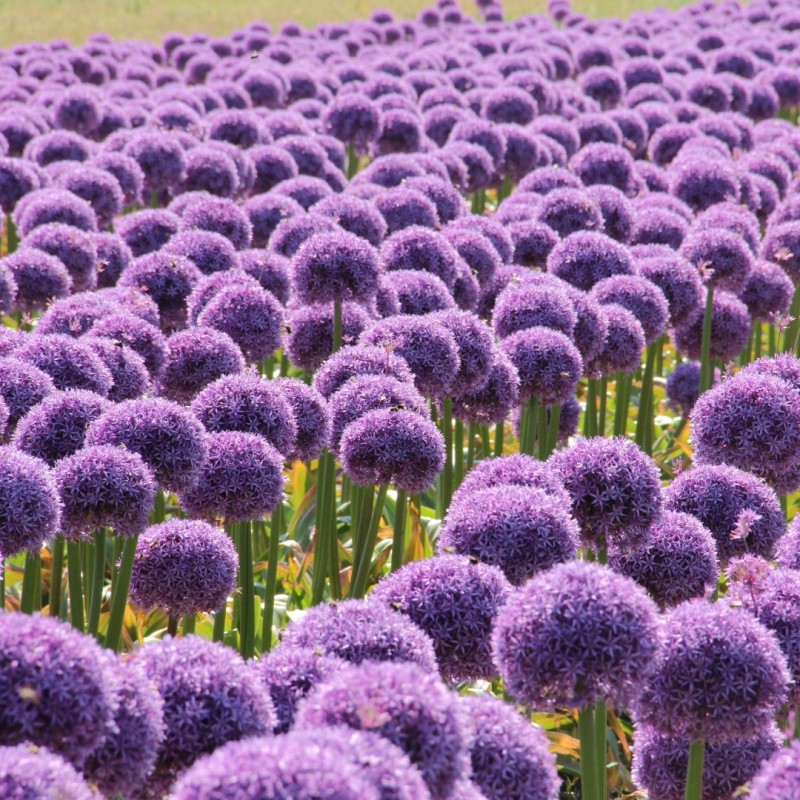 Allium 'Globemaster'