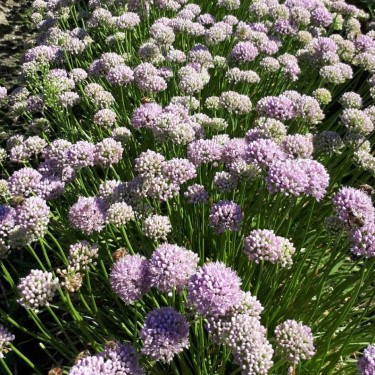 Allium incensidorum