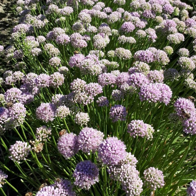 Allium incensidorum