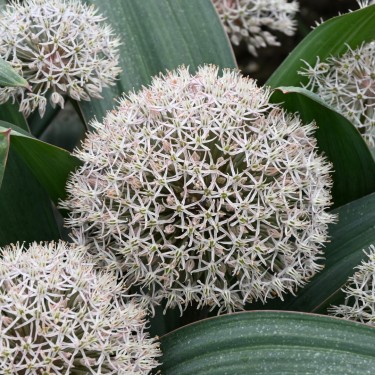 Allium karataviense