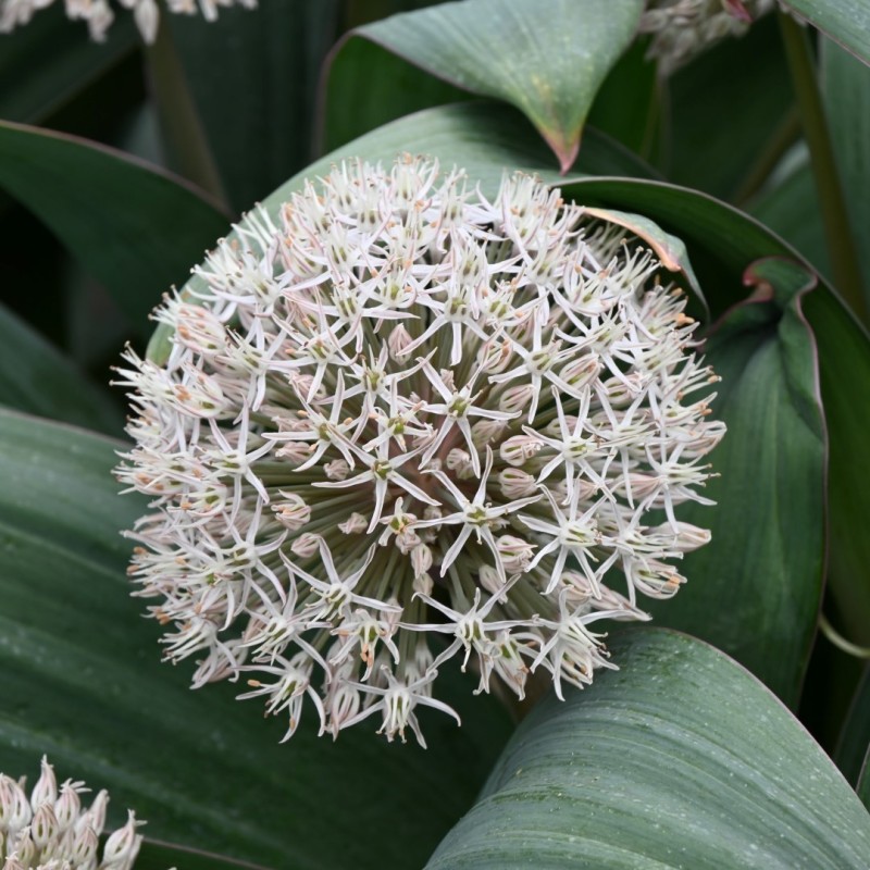 Allium karataviense