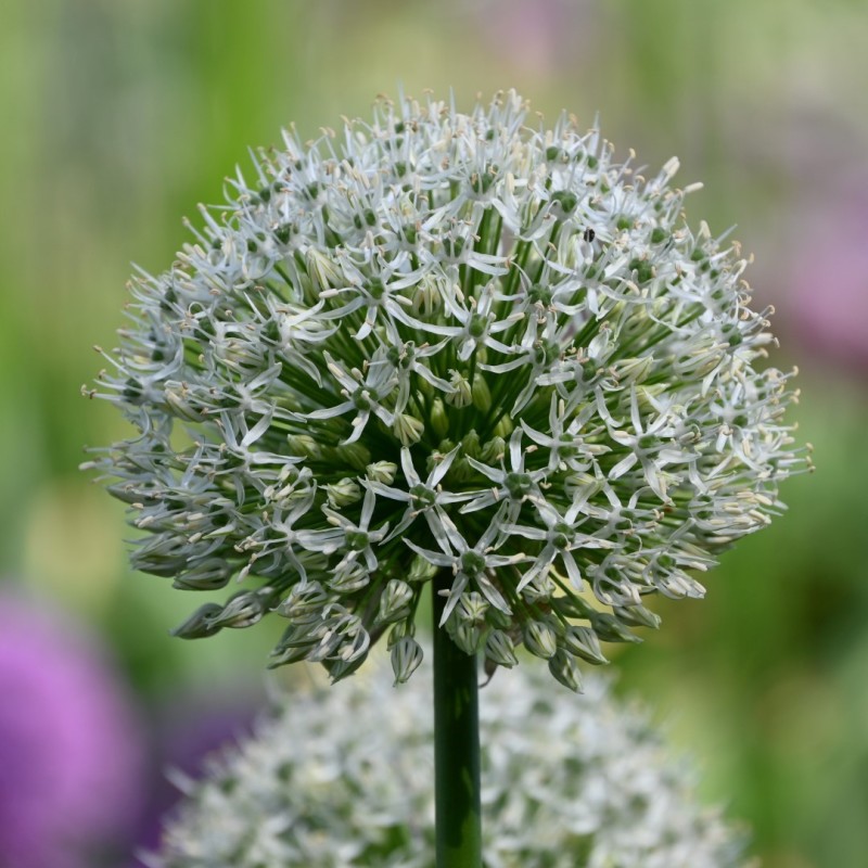 Allium 'Mount Everest'