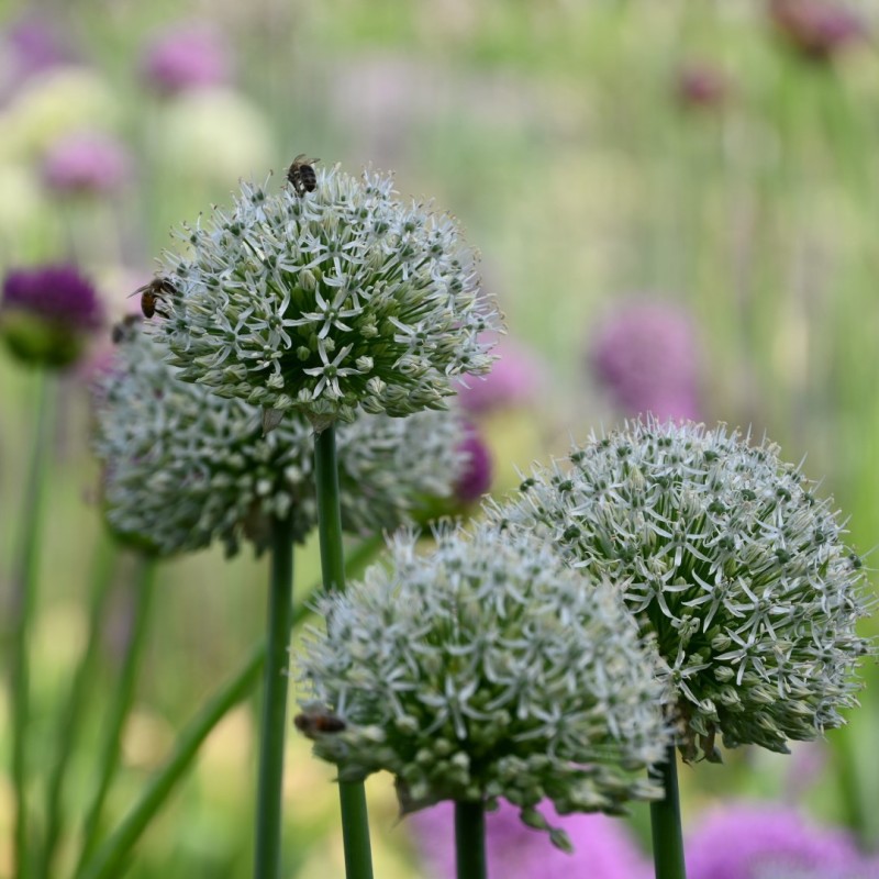 Allium 'Mount Everest'