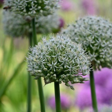 Allium 'Mount Everest'