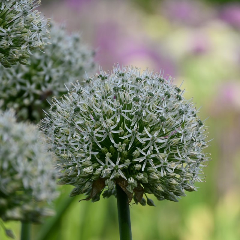 Allium 'Mount Everest'