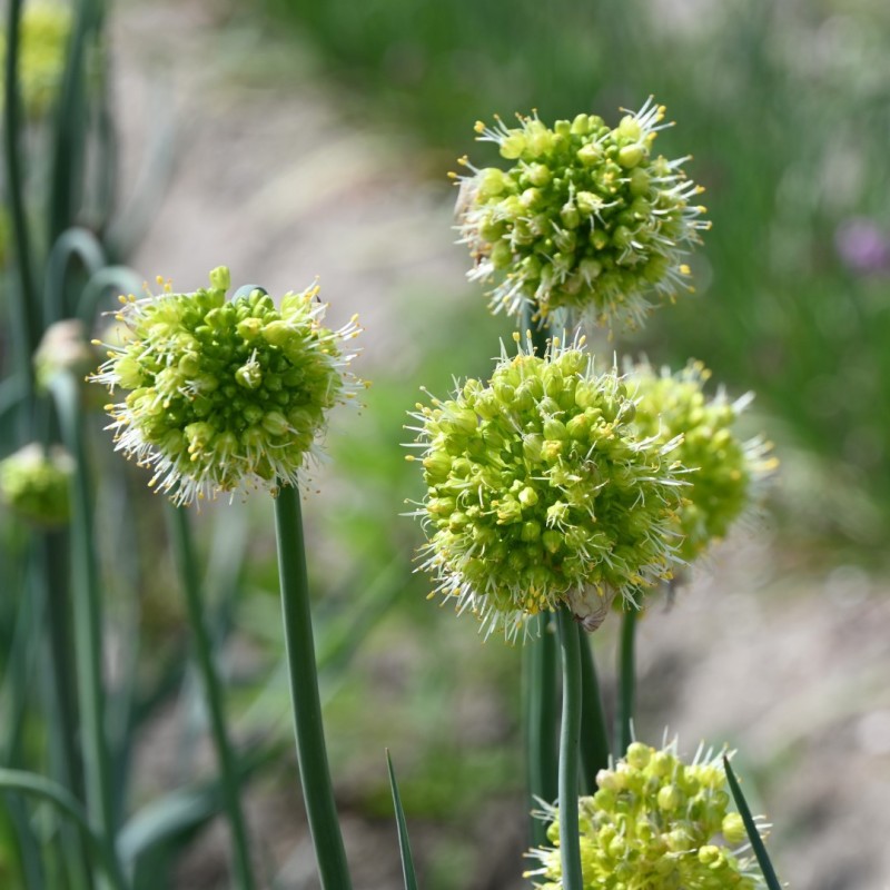 Allium obliquum