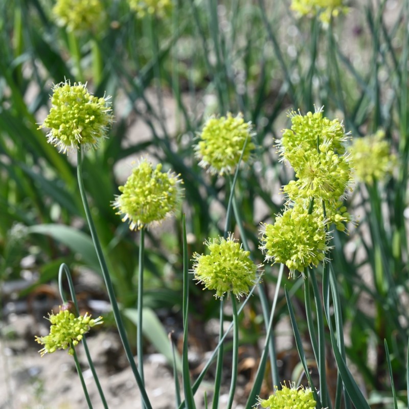 Allium obliquum
