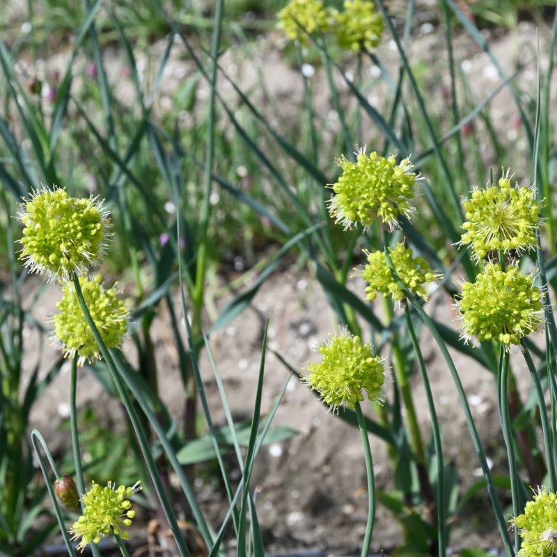 Allium obliquum