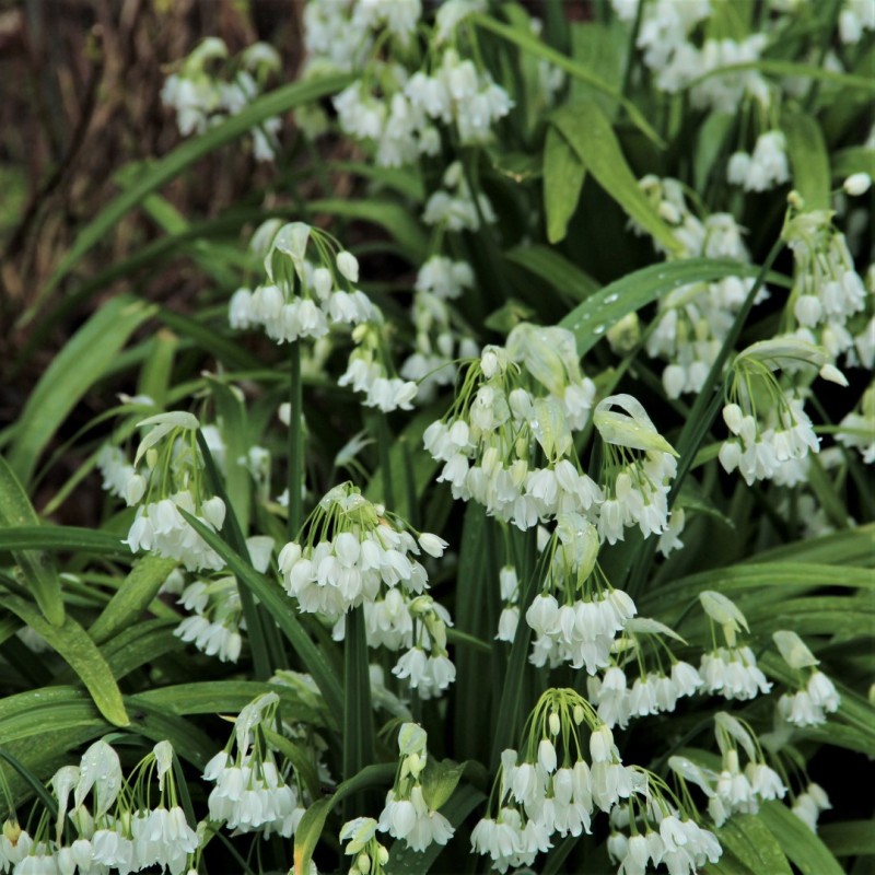 Allium paradoxum var. normale
