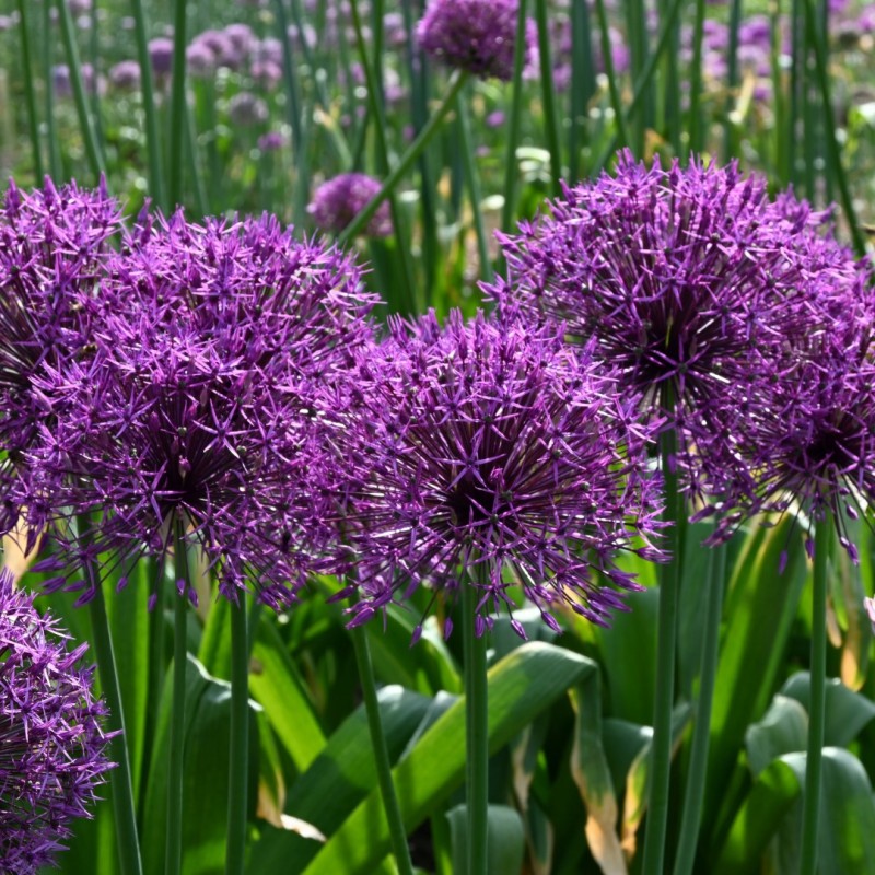 Allium 'Purple Rain'