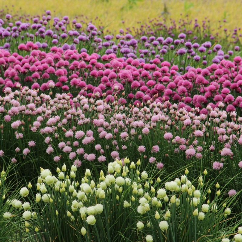 Allium schoenoprasum 'Forescate'