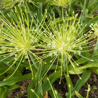 Allium schubertii 'Arctic Snow'
