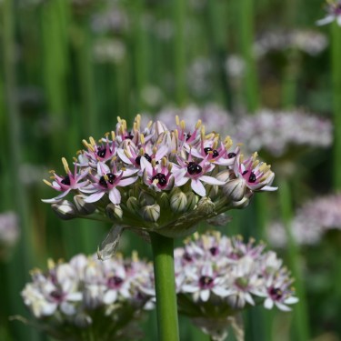 Allium basalticum 'Silver Spring'