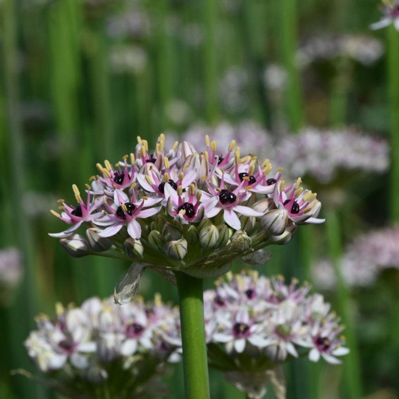 Allium basalticum 'Silver Spring'