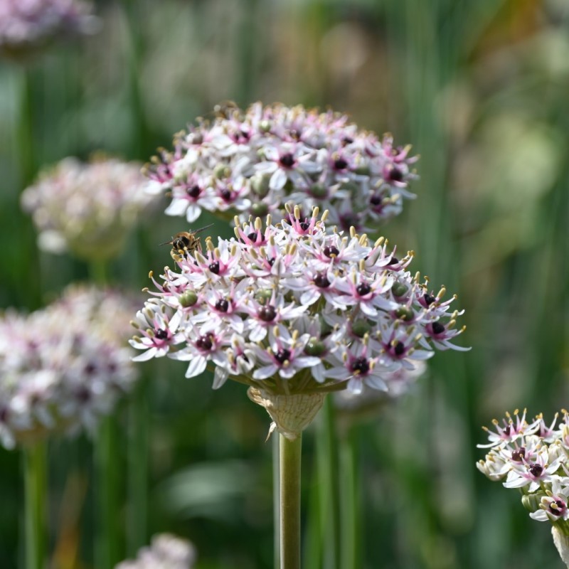 Allium basalticum 'Silver Spring'
