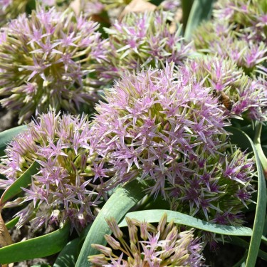 Allium tolmiei var. tolmiei