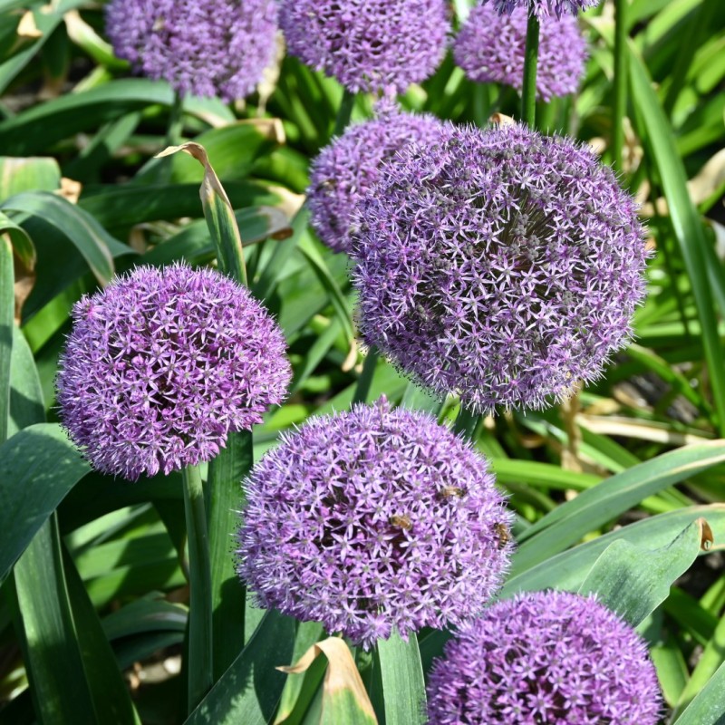 Allium 'Party Balloons'