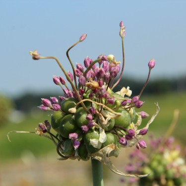 Allium ampeloprasum 'Green Drops'