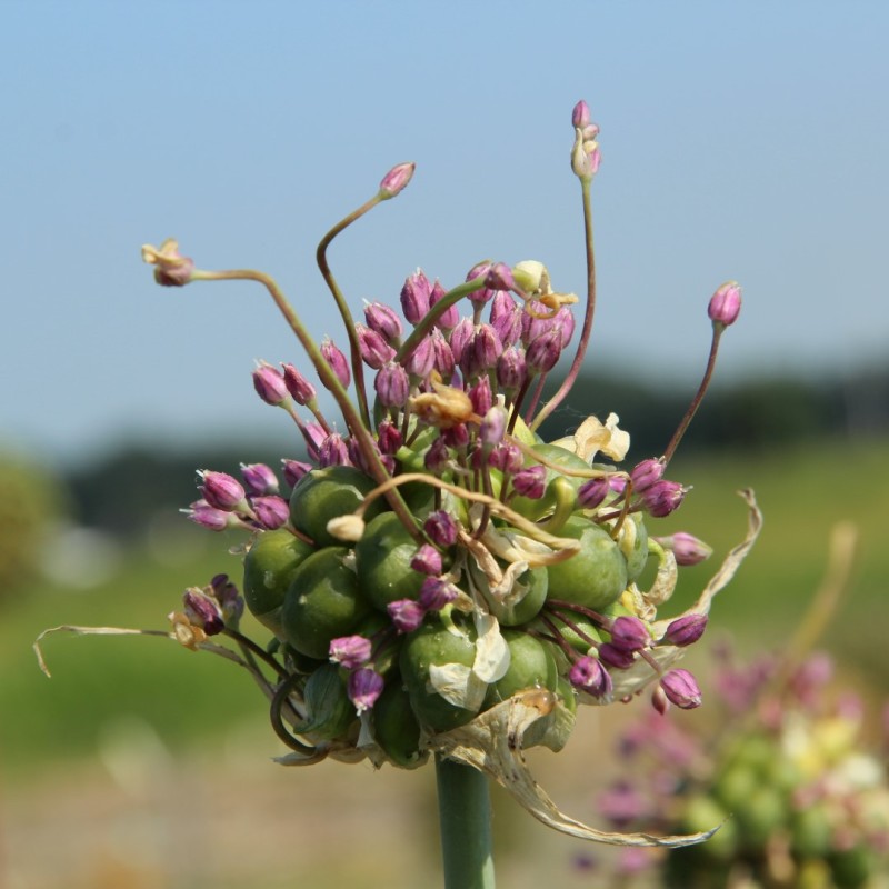 Allium ampeloprasum 'Green Drops'