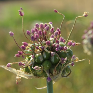 Allium ampeloprasum 'Green Drops'