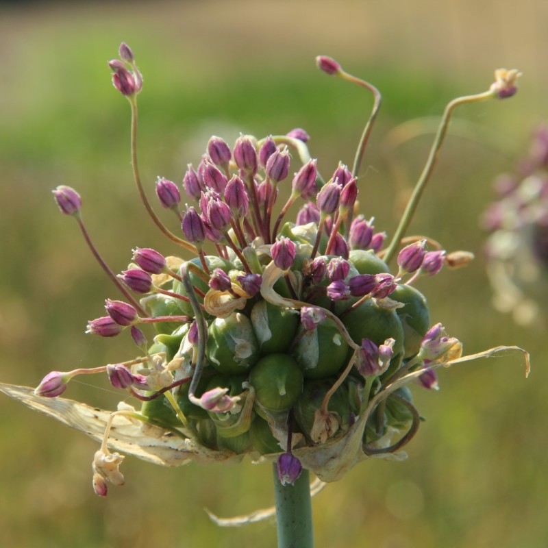 Allium ampeloprasum 'Green Drops'