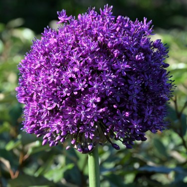 Allium 'Ambassador'