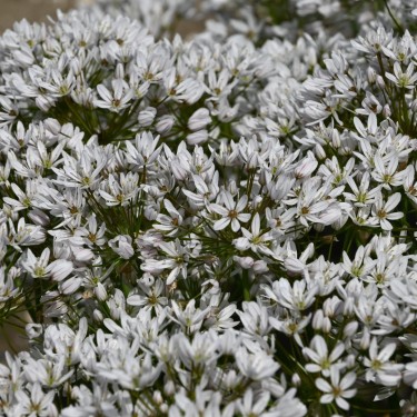 Allium trifoliatum