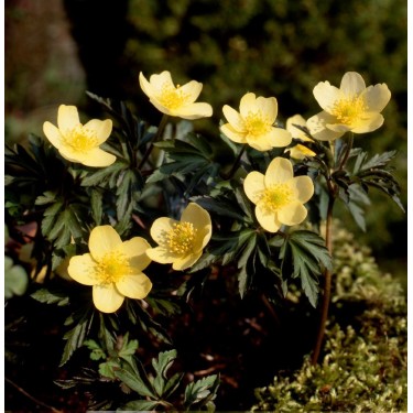 Anemone x lipsiensis 'Vindobonensis'