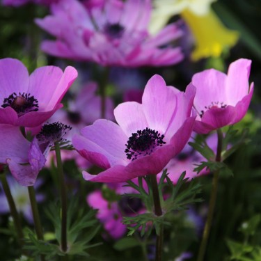 Anemone coronaria 'Sylphide'