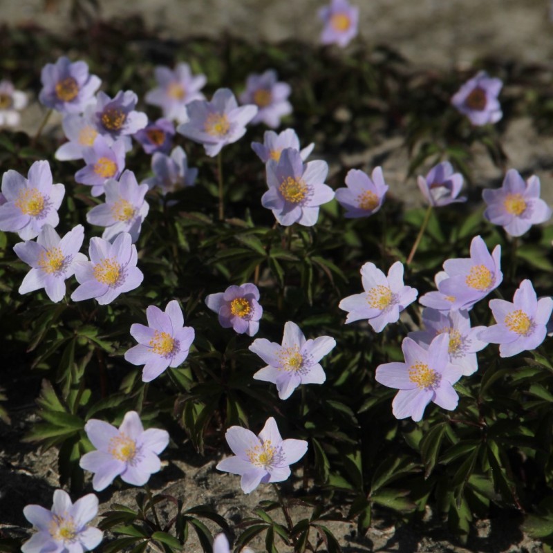Anemone nemorosa 'Robinsoniana'