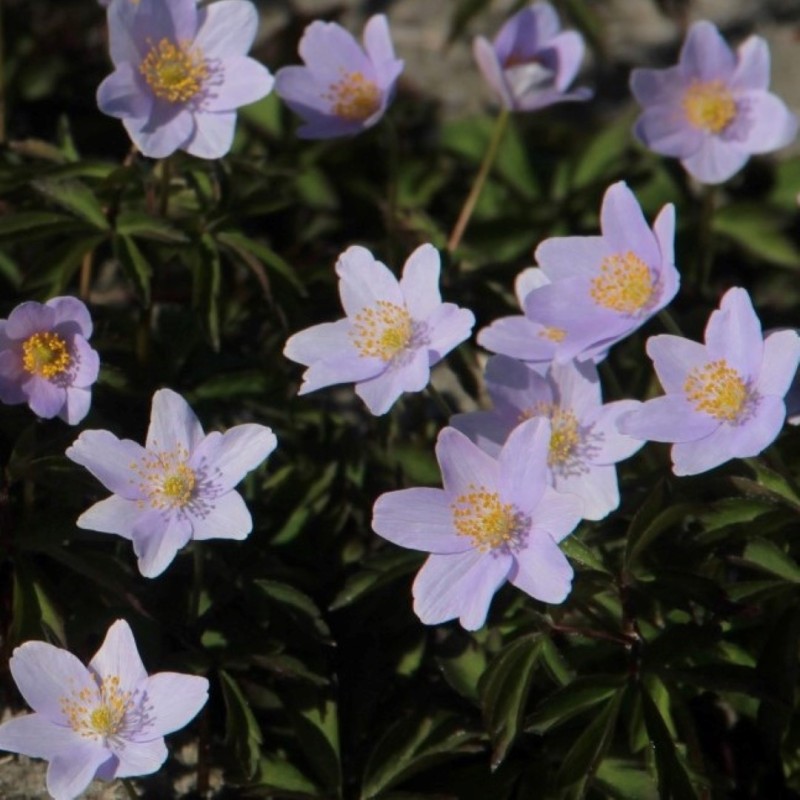 Anemone nemorosa 'Robinsoniana'