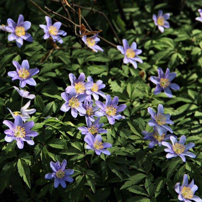 Anemone nemorosa 'Royal Blue'