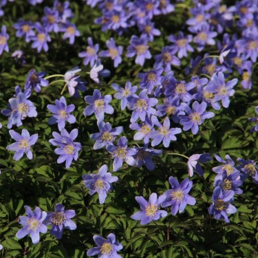 Anemone nemorosa 'Royal Blue'