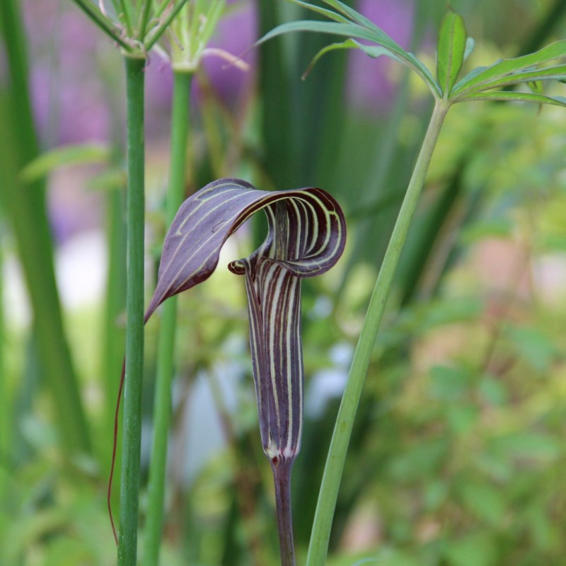 Arisaema ciliatum var. liubaense