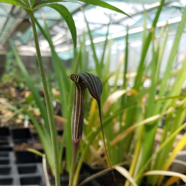 Arisaema ciliatum var. liubaense