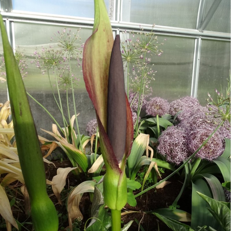 Arum rupicola var. rupicola