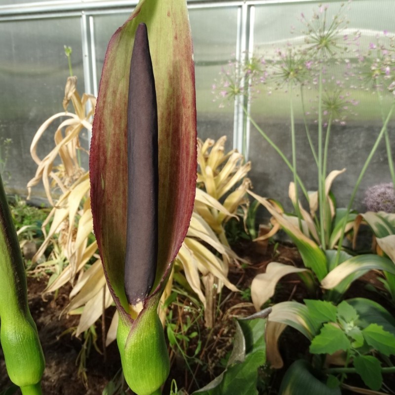 Arum rupicola var. rupicola