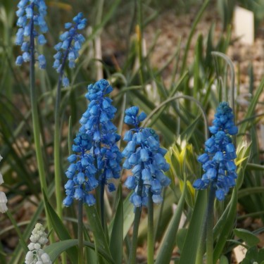 Bellevalia fornicula