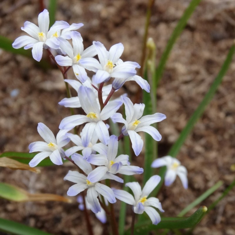 Chionodoxa albescens Chionodoxa albescens