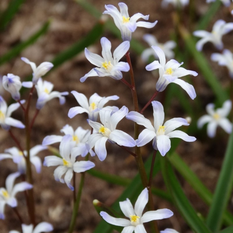 Chionodoxa albescens Chionodoxa albescens
