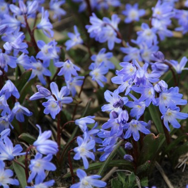 Chionodoxa 'Blue Giant'