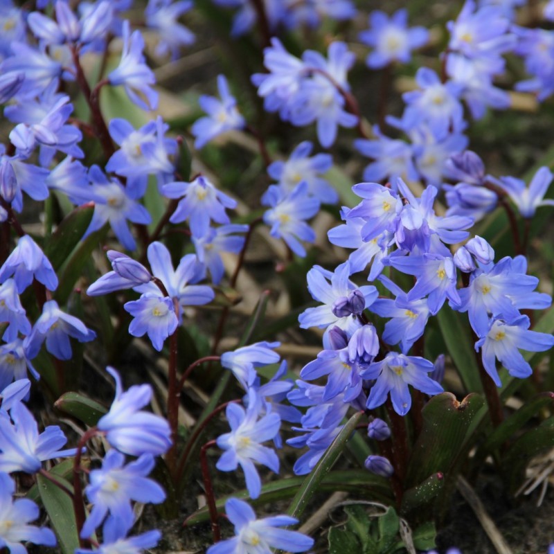 Chionodoxa 'Blue Giant'