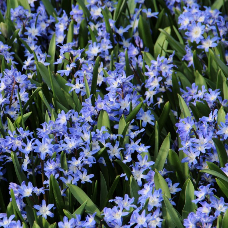 Chionodoxa 'Blue Giant'