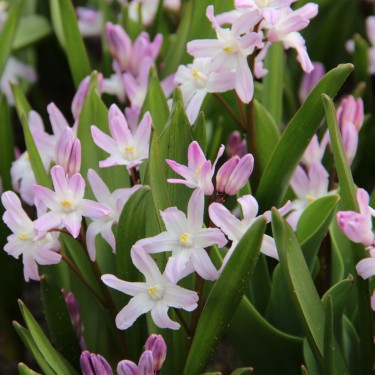 Chionodoxa 'Pink Giant'
