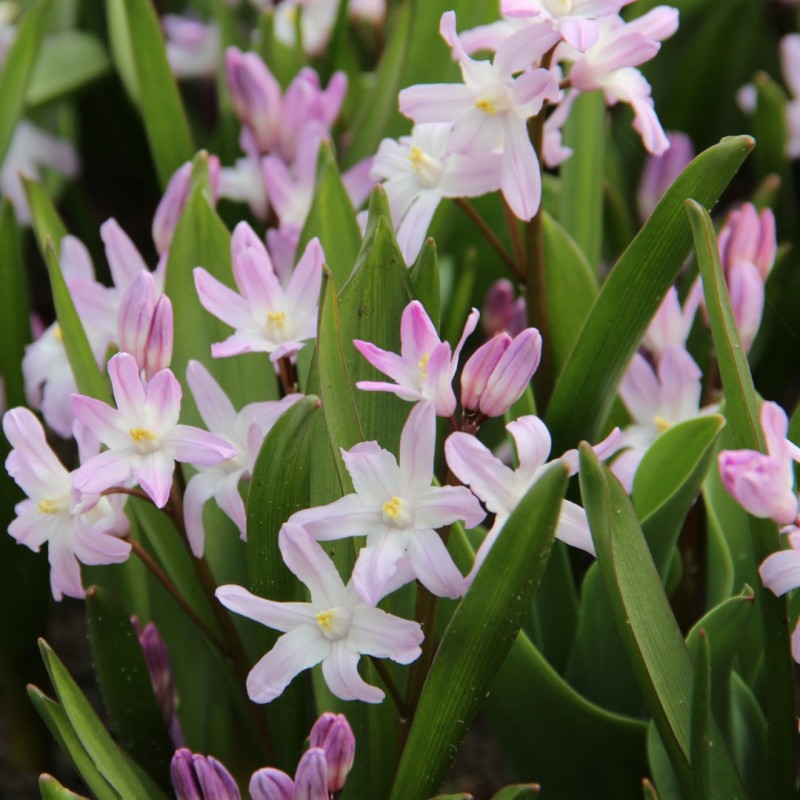 Chionodoxa 'Pink Giant'
