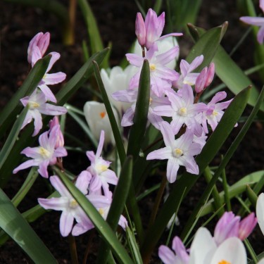 Chionodoxa 'Pink Giant'