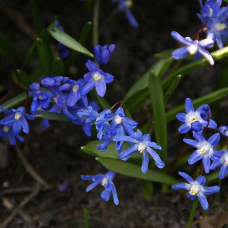 Chionodoxa sardensis