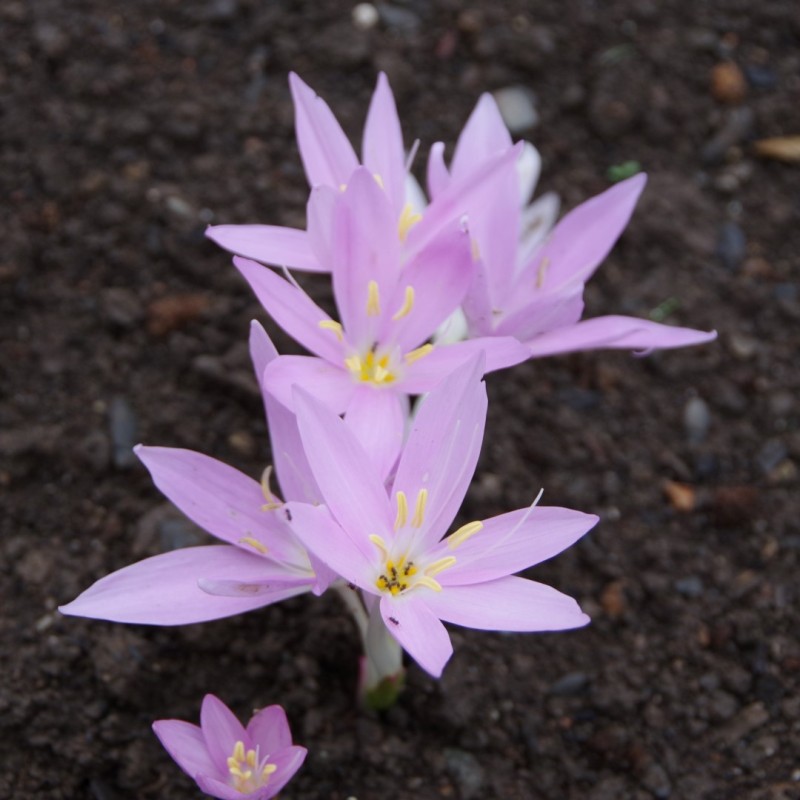 Colchicum baytopiorum
