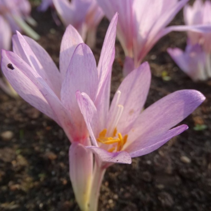 Colchicum davisii