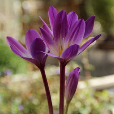 Colchicum speciosum 'Atrorubens'